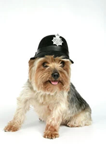 Images Dated 9th August 2007: DOG. Yorkshire terrier wearing police hat