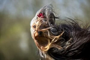Images Dated 23rd March 2012: DOG - Yorkshire terrier with wind blown fur