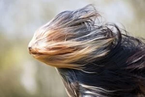 Images Dated 23rd March 2012: DOG - Yorkshire terrier with wind blown fur