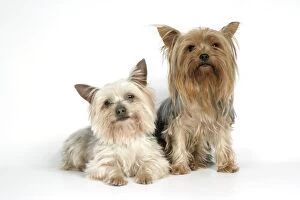 Images Dated 9th August 2007: DOG. Yorkshire terriers