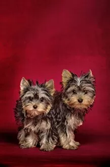 Images Dated 9th October 2008: Dog - Yorkshire Terriers