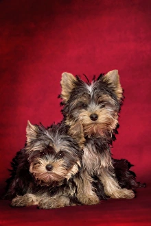 Images Dated 9th October 2008: Dog - Yorkshire Terriers