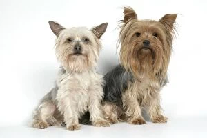 DOG. Yorkshire terriers sitting