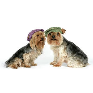 DOG. Two Yorkshire terriers wearing hats
