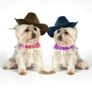 Images Dated 9th August 2007: DOG. Two Yorkshire terriers wearing hats and scarf
