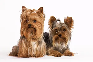 Images Dated 9th October 2008: Dog - Yorshire Terrier - two in studio