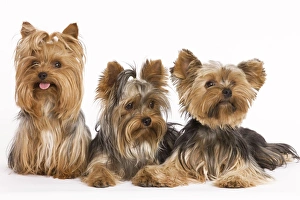 Images Dated 9th October 2008: Dog - Yorshire Terrier - three in studio