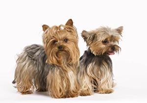 Images Dated 9th October 2008: Dog - Yorshire Terrier - two in studio