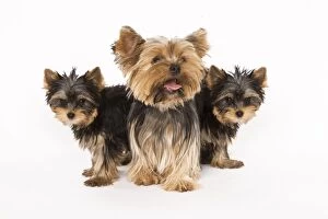 Images Dated 9th October 2008: Dog - Yorshire Terrier - three in studio