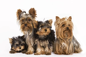 Images Dated 9th October 2008: Dog - Yorshire Terrier - four in studio