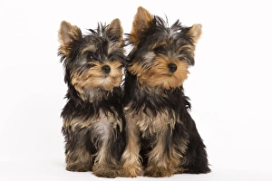 Images Dated 9th October 2008: Dog - Yorshire Terrier - two in studio