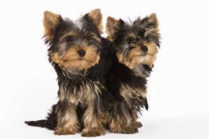Images Dated 9th October 2008: Dog - Yorshire Terrier - two in studio