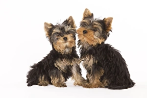 Images Dated 9th October 2008: Dog - Yorshire Terrier - two in studio