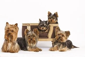 Images Dated 9th October 2008: Dog - Yorshire Terrier - five in studio with chair