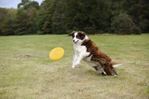 Images Dated 17th October 2009: DOG.Border collie playing with frisbee