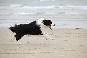 Images Dated 15th August 2009: DOG.Border collie running along beach