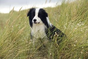 Images Dated 15th August 2009: DOG.Border collie standing in sand dunes