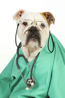 Clothes Collection: DOG.Bulldog in vets scrubs wearing glasses & stethoscope