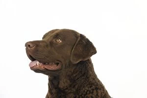 Images Dated 23rd May 2010: DOG.Cheasapeake bay retriever (head shot)