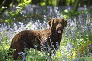 Images Dated 23rd May 2010: DOG.Cheasapeake bay retriever standing in forget me nots