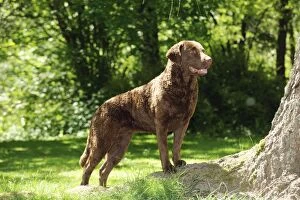 Images Dated 23rd May 2010: DOG.Cheasapeake bay retriever standing on tree root