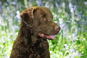 Retriever Collection: DOG.Chesapeake bay retriever in forget me nots (head shot)