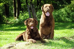 Images Dated 23rd May 2010: DOG.Chesapeake bay retriever laying next to chesapeake bay retriever sitting on tree root