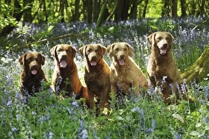 Images Dated 23rd May 2010: DOG.Chesapeake bay retrievers sitting in a row in forget me nots