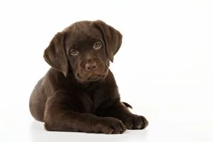 Images Dated 18th January 2011: DOG.Chocolate Labrador puppy laying down