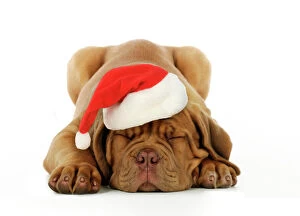 Christmas Hat Collection: DOG.Dogue de bordeaux puppy laying down wearing Christmas hat Digital Manipulation: Hat JD