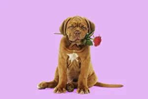 Images Dated 16th July 2010: DOG.Dogue de bordeaux puppy sitting down holding a rose Digital Manipulation