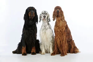 Mixed Colours Collection: DOG.English setter sitting between gordon setter and irish setter