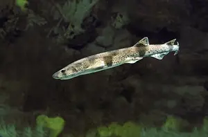 Dogfish