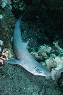 Dogfish Shark - This specimen came from deep water in a fish trap. Note sharp spine in front of dorsal fin Dogfish Shark - This specimen came from deep water in a fish trap. Note sharp spine in front of dorsal fin
