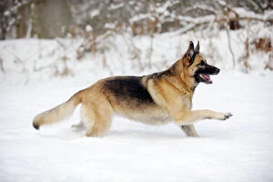 Herd Breeds Collection: DOG.German shepherd running through the snow