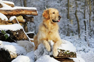 Retriever Collection: DOG.Golden retriever laying on snow covered logs