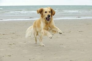 Images Dated 15th August 2009: DOG.Golden retriever running along beach
