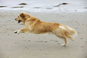 Images Dated 15th August 2009: DOG.Golden retriever running along beach