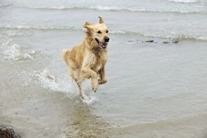 Images Dated 15th August 2009: DOG.Golden retriever running in surf