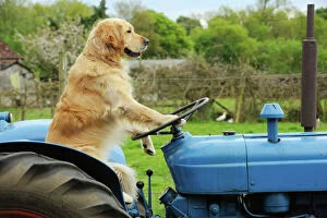 Retriever Collection: DOG.Golden retriever sitting on tractor