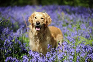 Retriever Collection: DOG.Golden retriever standing in bluebells