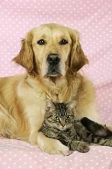 Images Dated 17th October 2009: DOG.Golden Retriever and Tabby cat