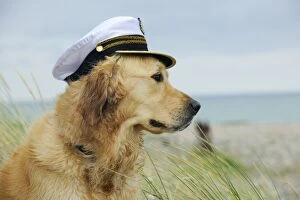 Images Dated 15th August 2009: DOG.Golden retriever wearing captains hat