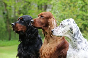 Mixed Colours Collection: DOG.Irish setter sitting between gordon setter and english setter (head shot)