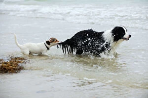 Tail Collection: DOG.Jack russell terrier pulling on border collies tail
