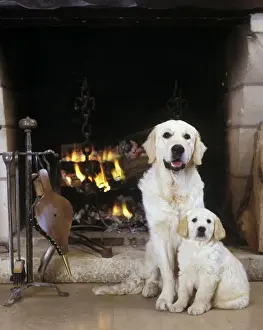 Dogl - Golden Retriever and puppy by open fire