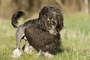 Dogl - Lowchen / Little Lion Dog