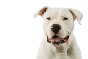 Images Dated 12th March 2006: Dogo Argentino / Argentinian Mastiff - face