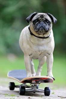 Collar Collection: DOG.Pug on skateboard