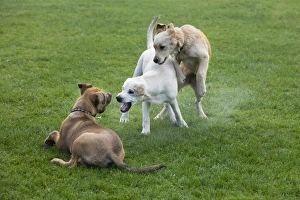 Play Fighting Collection: Dogs - 3 pups playing in garden